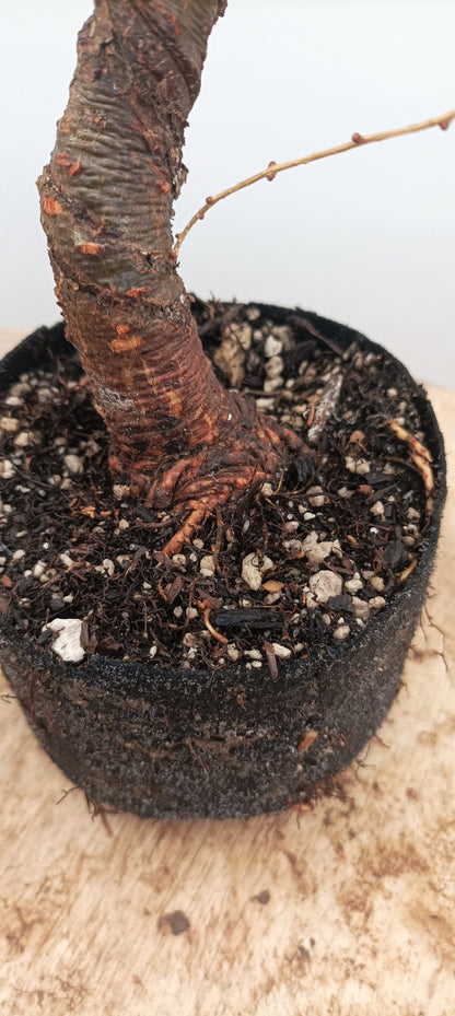 Japanese Larch (Thanksgiving Auction 2025)