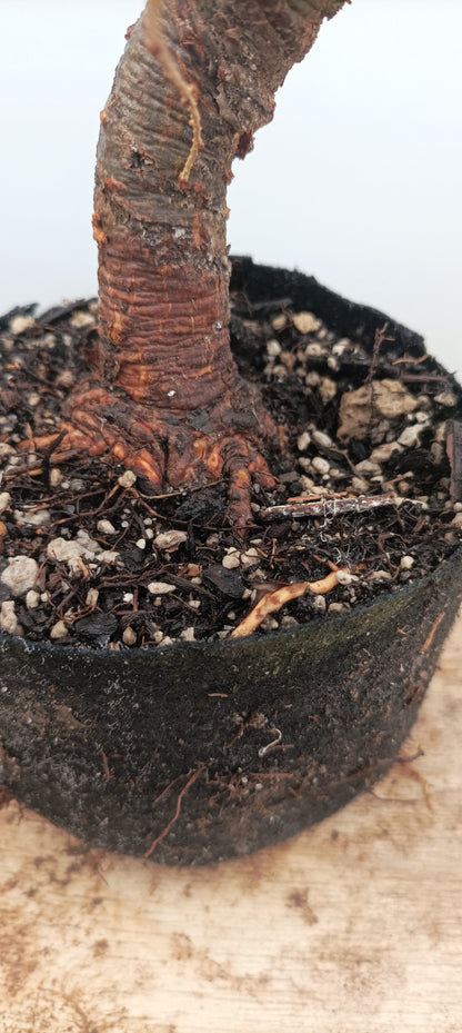 Japanese Larch (Thanksgiving Auction 2025)