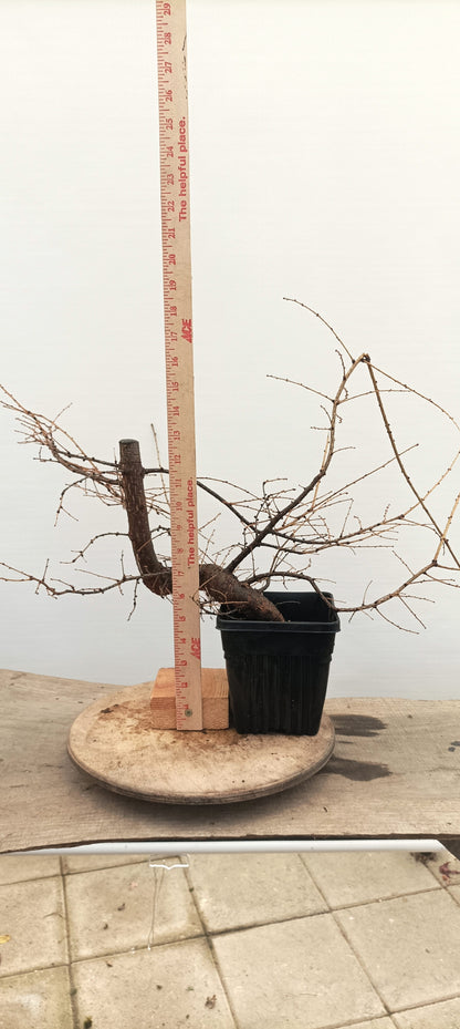 Japanese Larch (Thanksgiving Auction 2025)