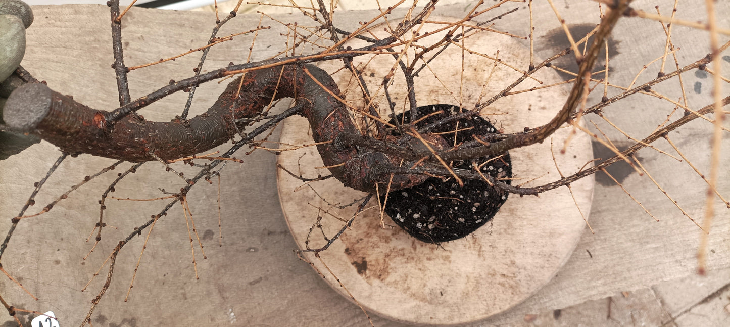 Japanese Larch (Thanksgiving Auction 2025)