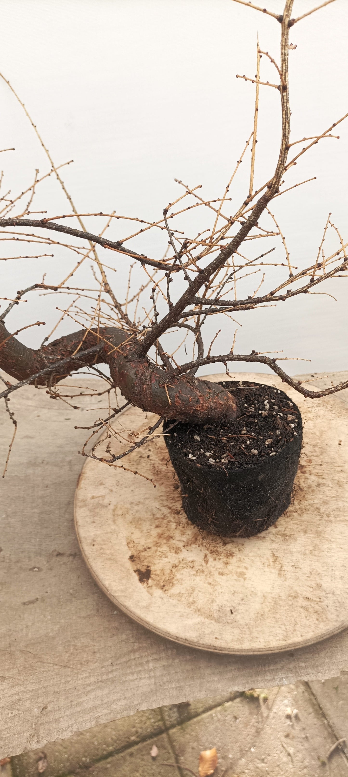 Japanese Larch (Thanksgiving Auction 2025)