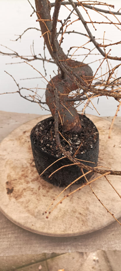 Japanese Larch (Thanksgiving Auction 2025)