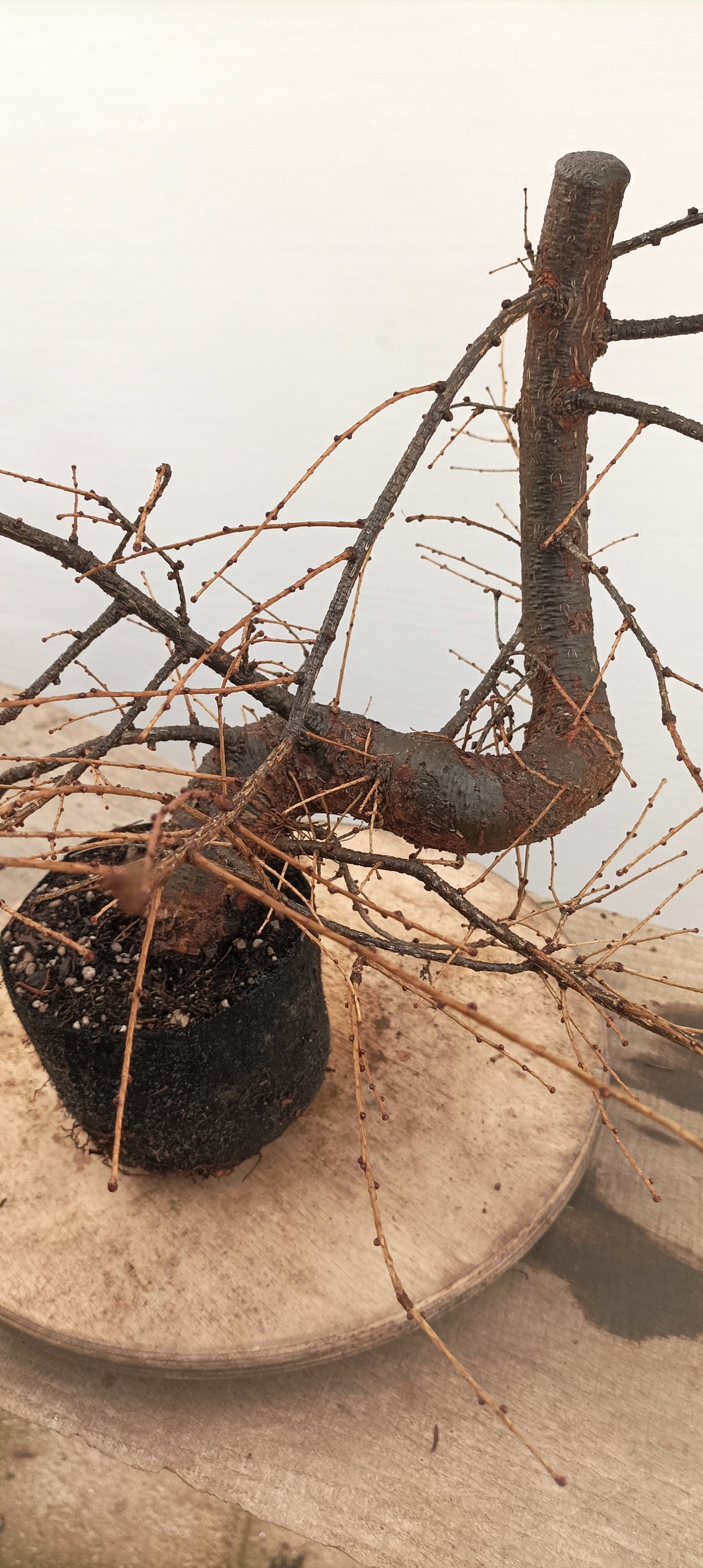 Japanese Larch (Thanksgiving Auction 2025)