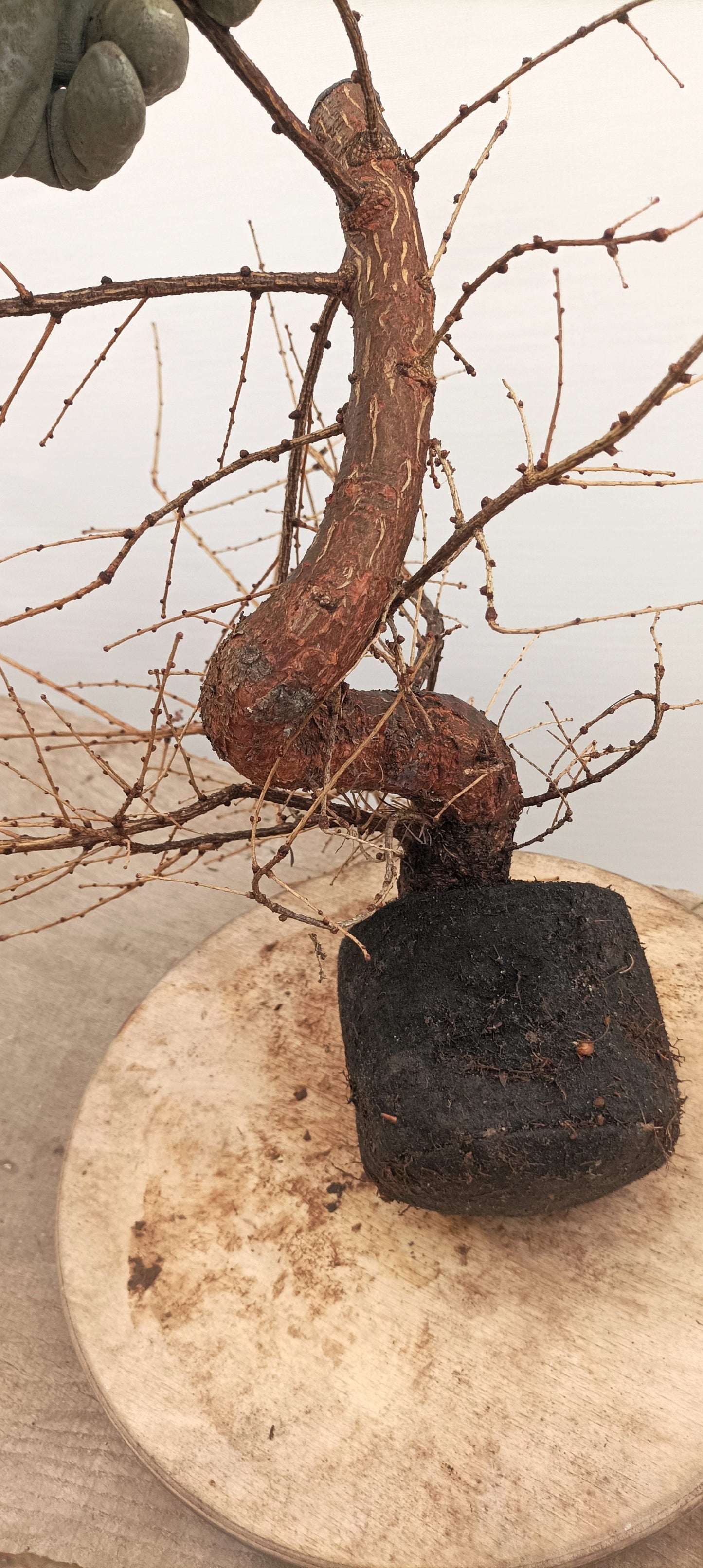 Japanese Larch (Thanksgiving Auction 2025)