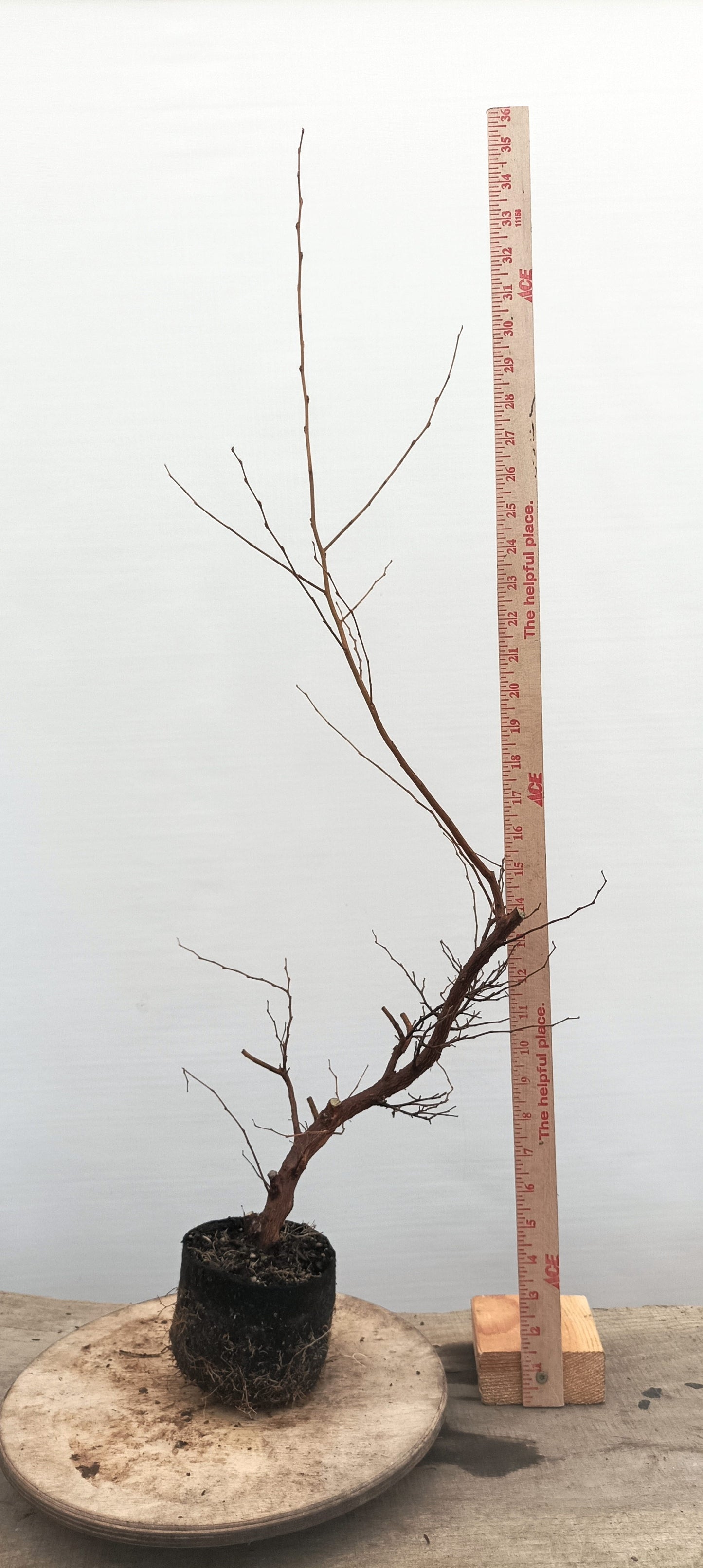 Japanese Styrax (Thanksgiving Auction 2025)