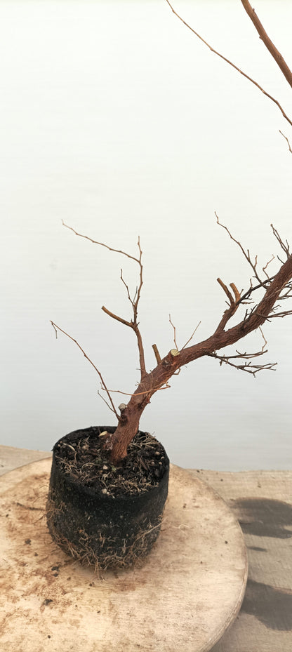 Japanese Styrax (Thanksgiving Auction 2025)