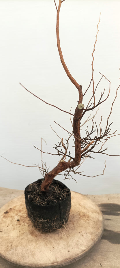 Japanese Styrax (Thanksgiving Auction 2025)