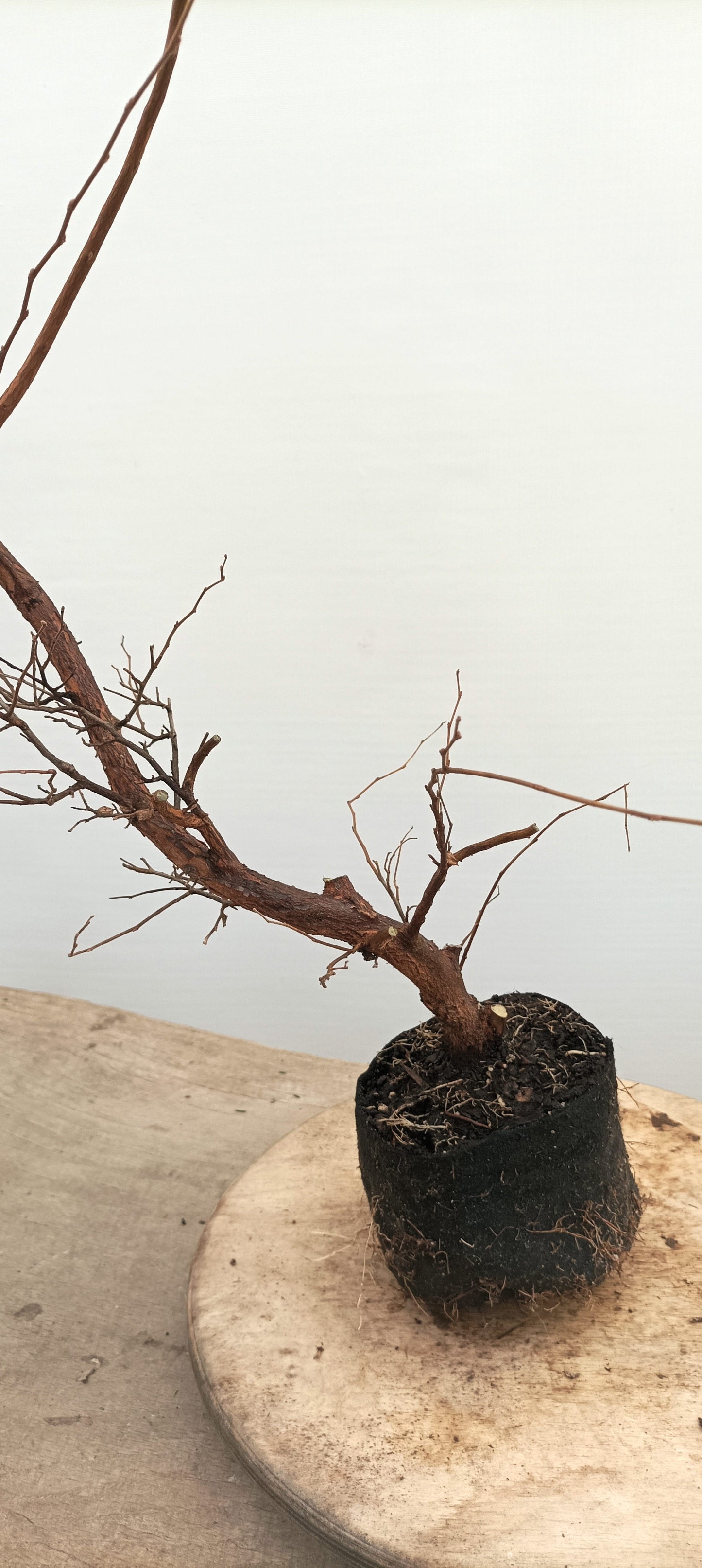 Japanese Styrax (Thanksgiving Auction 2025)