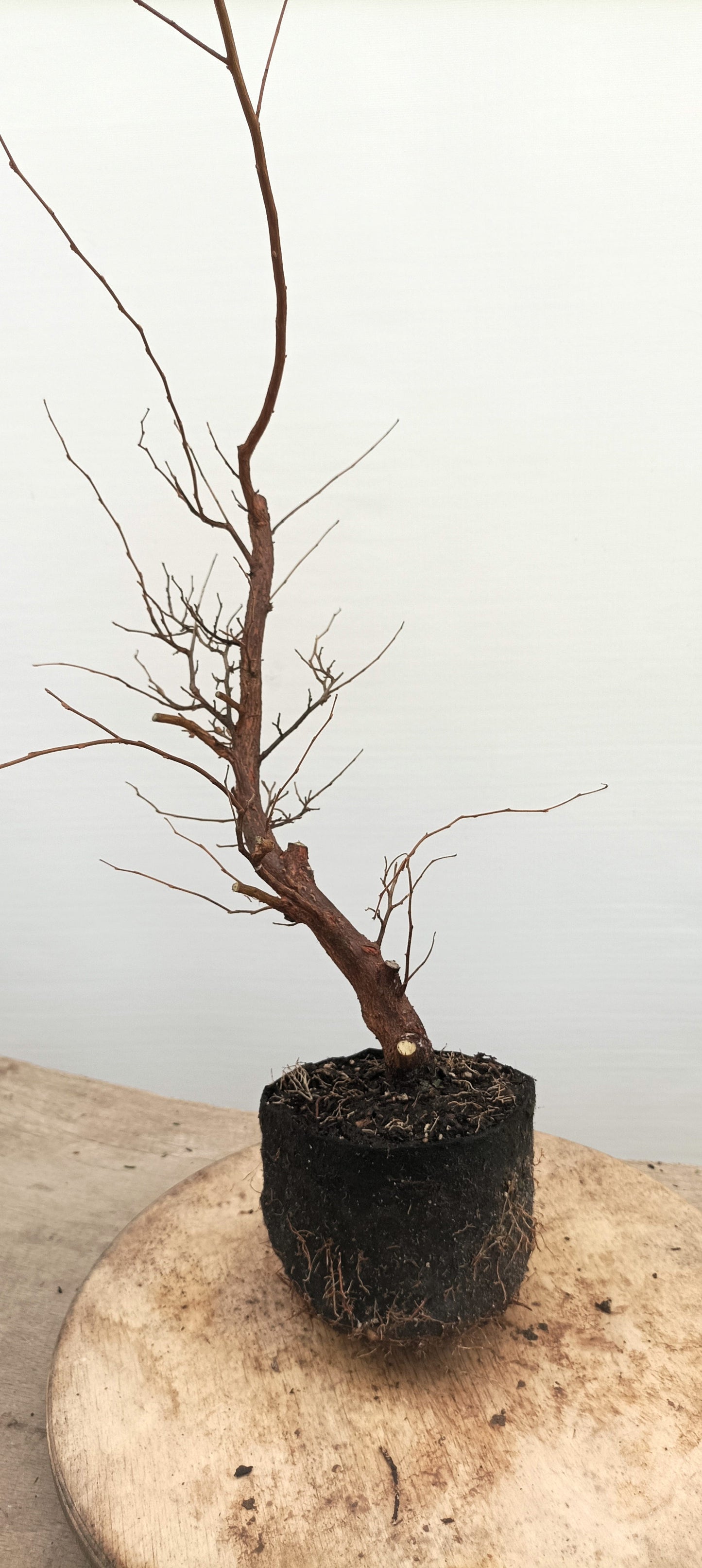 Japanese Styrax (Thanksgiving Auction 2025)