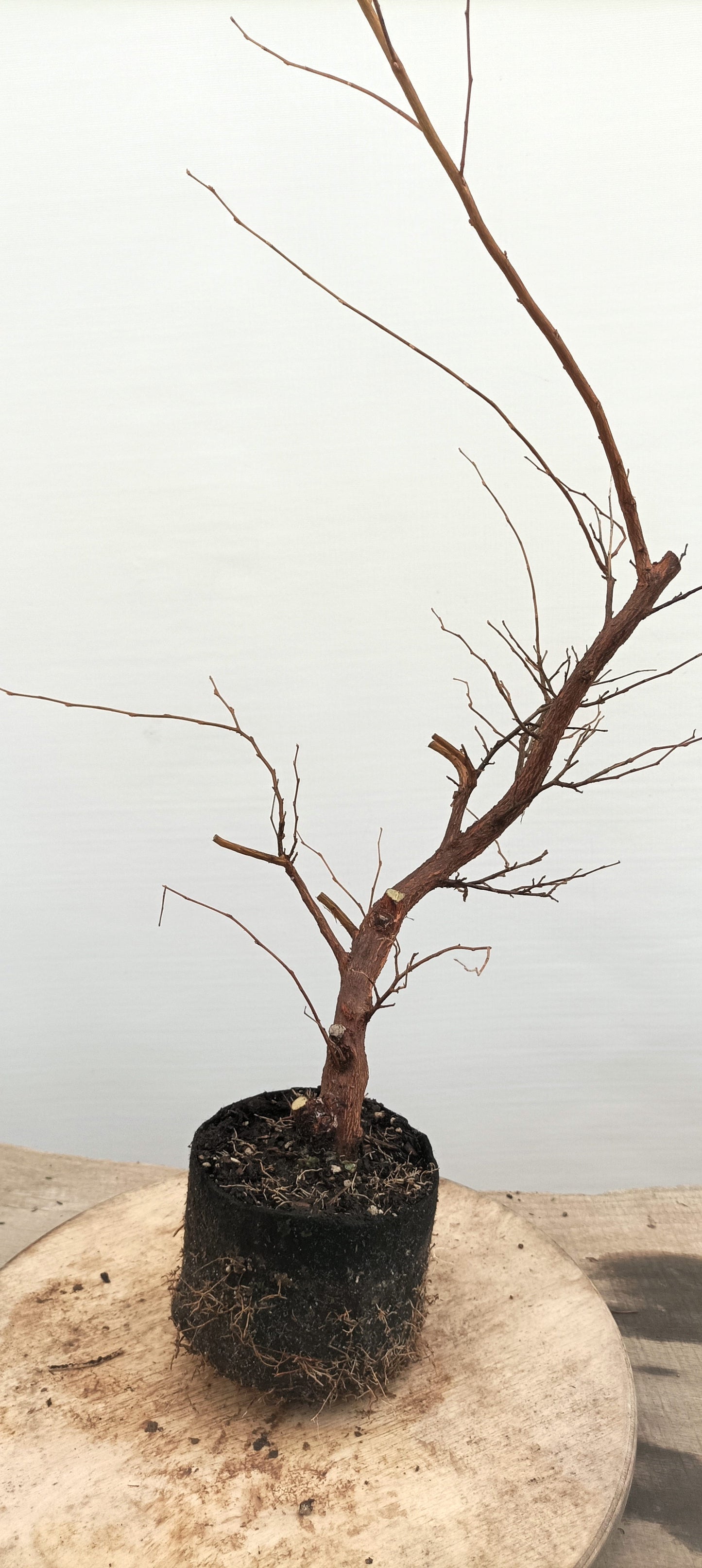 Japanese Styrax (Thanksgiving Auction 2025)