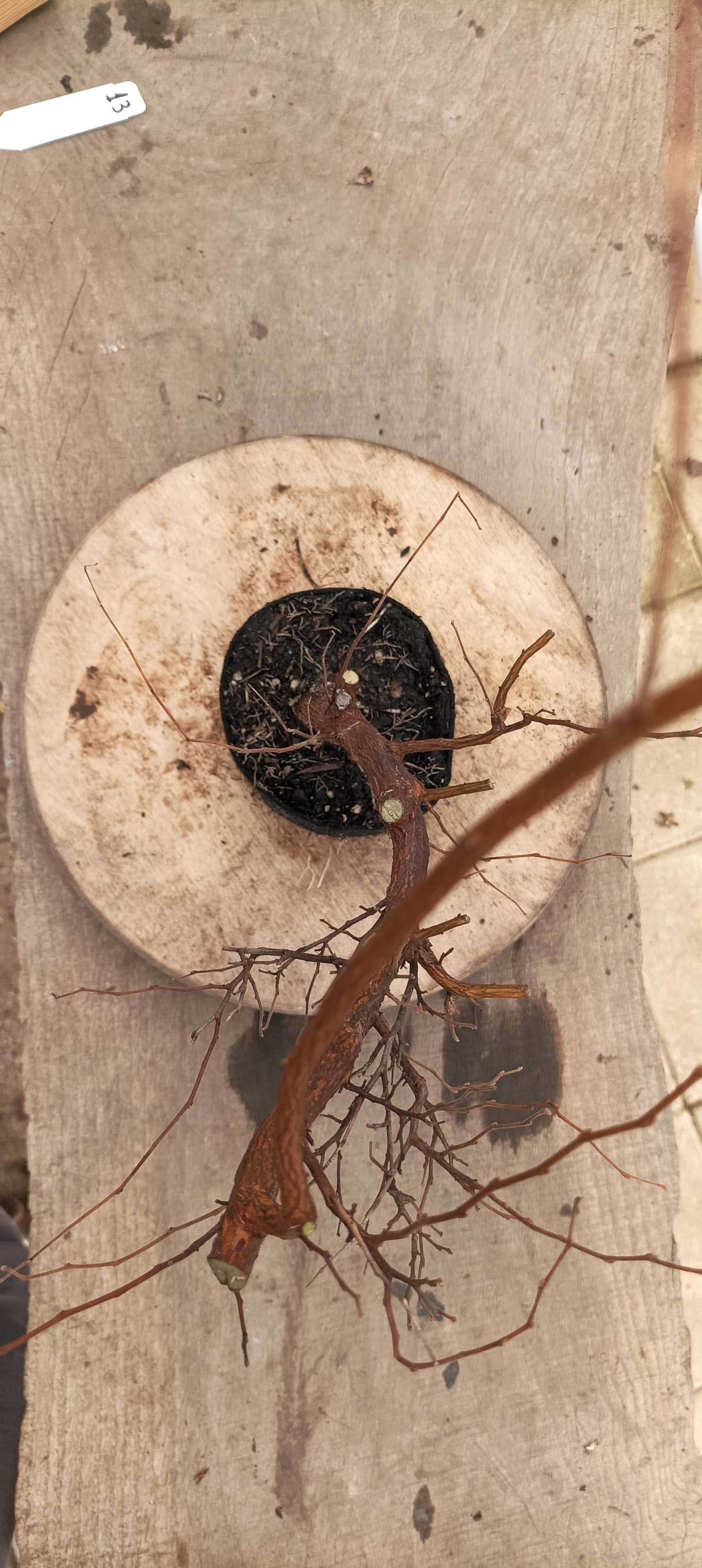 Japanese Styrax (Thanksgiving Auction 2025)