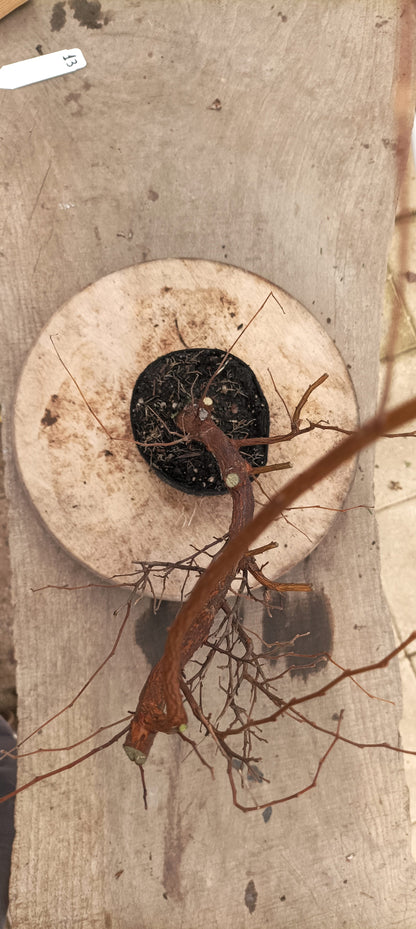 Japanese Styrax (Thanksgiving Auction 2025)