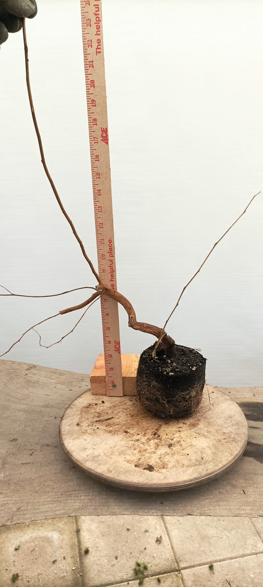 Japanese Styrax (Thanksgiving Auction 2025)