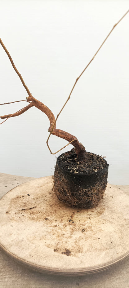 Japanese Styrax (Thanksgiving Auction 2025)