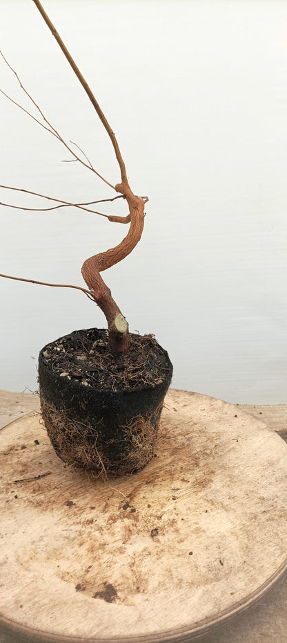 Japanese Styrax (Thanksgiving Auction 2025)