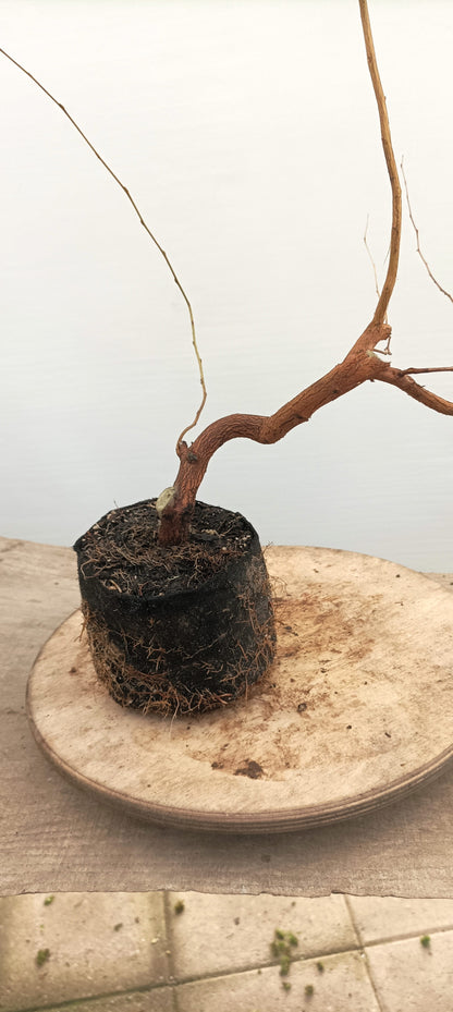 Japanese Styrax (Thanksgiving Auction 2025)