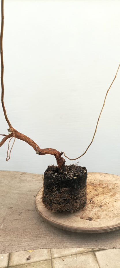 Japanese Styrax (Thanksgiving Auction 2025)