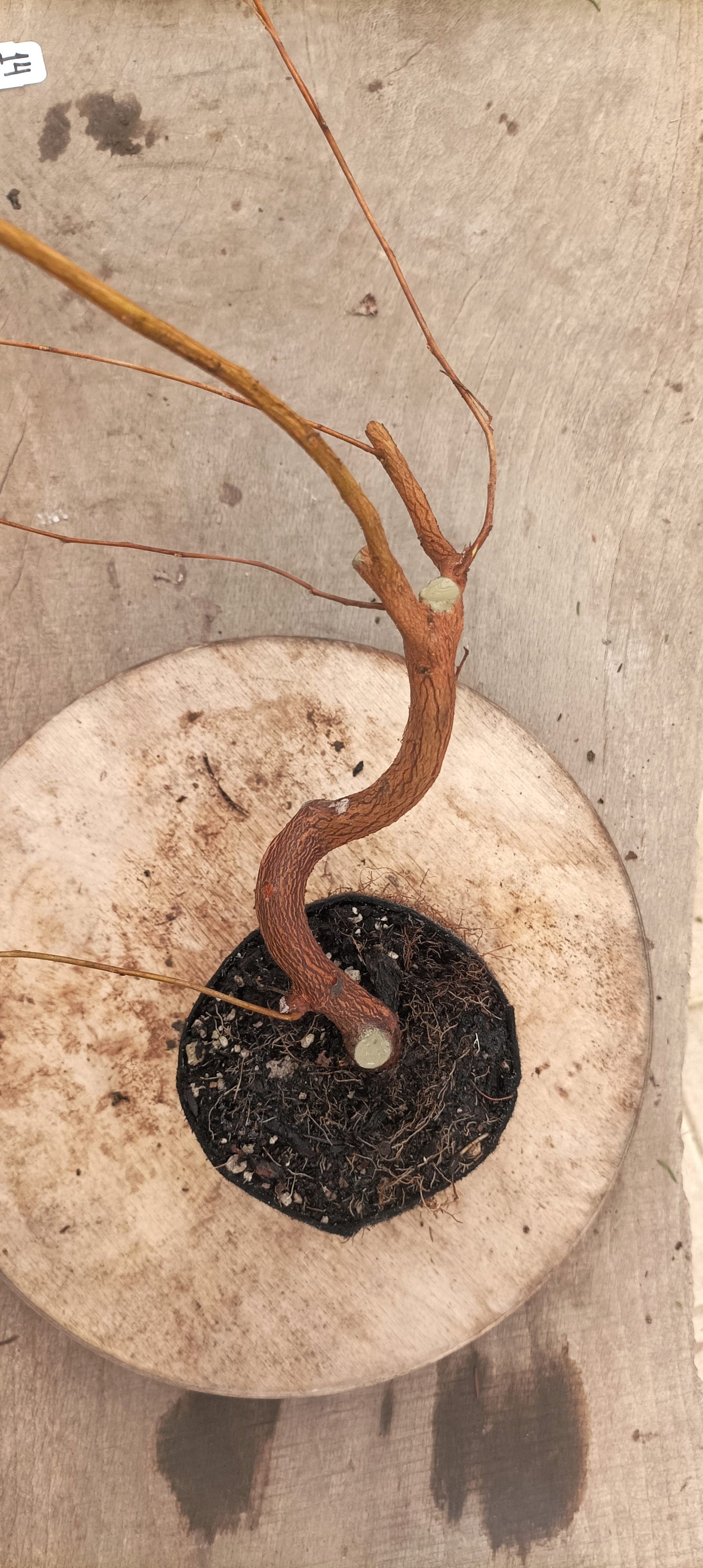 Japanese Styrax (Thanksgiving Auction 2025)