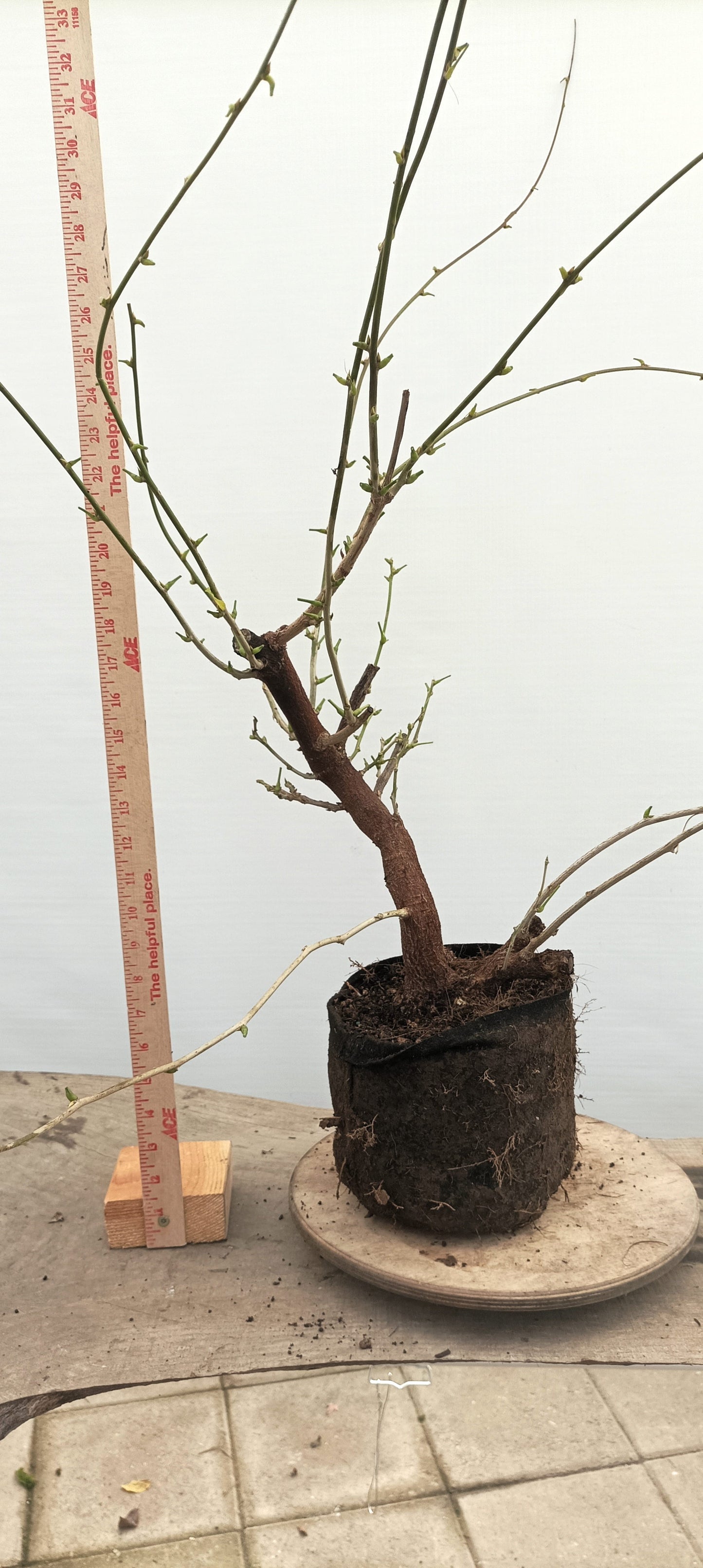 Chinese Wisteria (Thanksgiving Auction 2025)