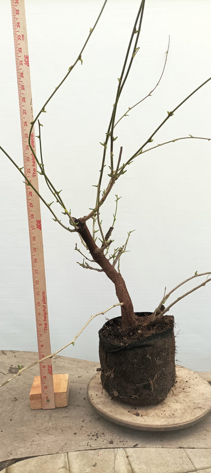 Chinese Wisteria (Thanksgiving Auction 2025)