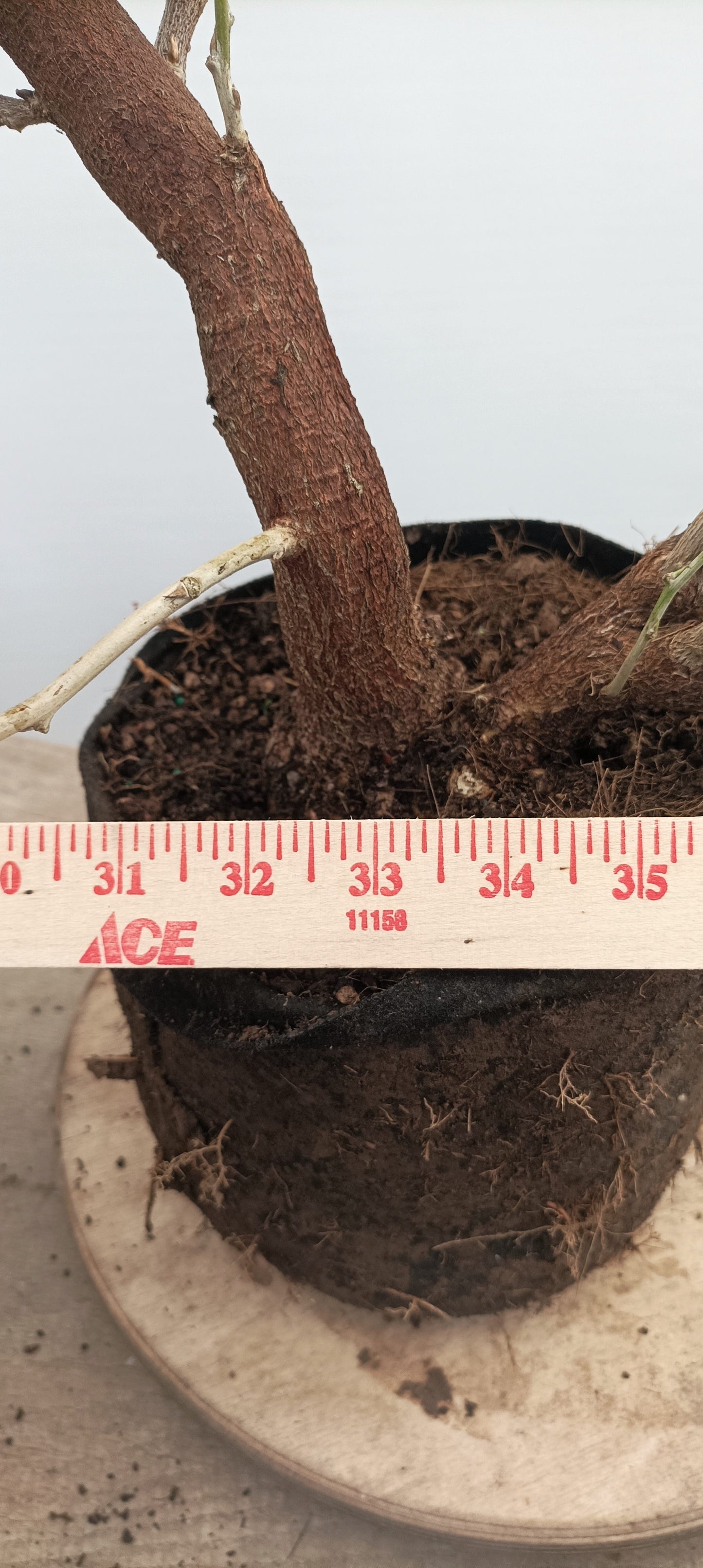 Chinese Wisteria (Thanksgiving Auction 2025)