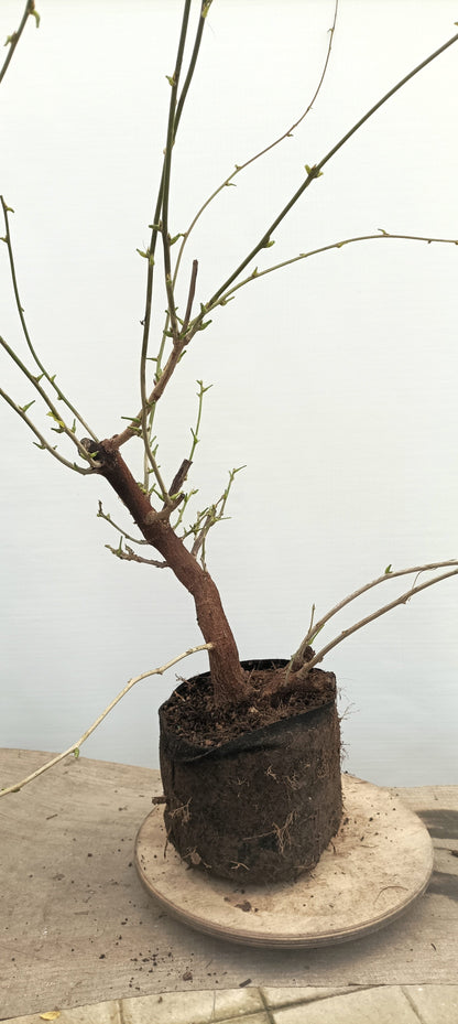 Chinese Wisteria (Thanksgiving Auction 2025)