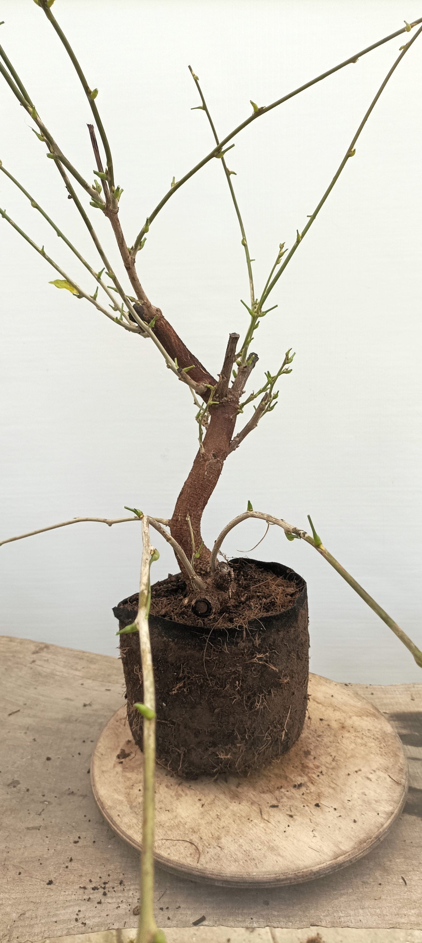 Chinese Wisteria (Thanksgiving Auction 2025)