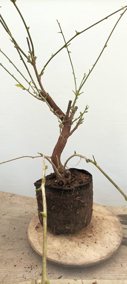 Chinese Wisteria (Thanksgiving Auction 2025)