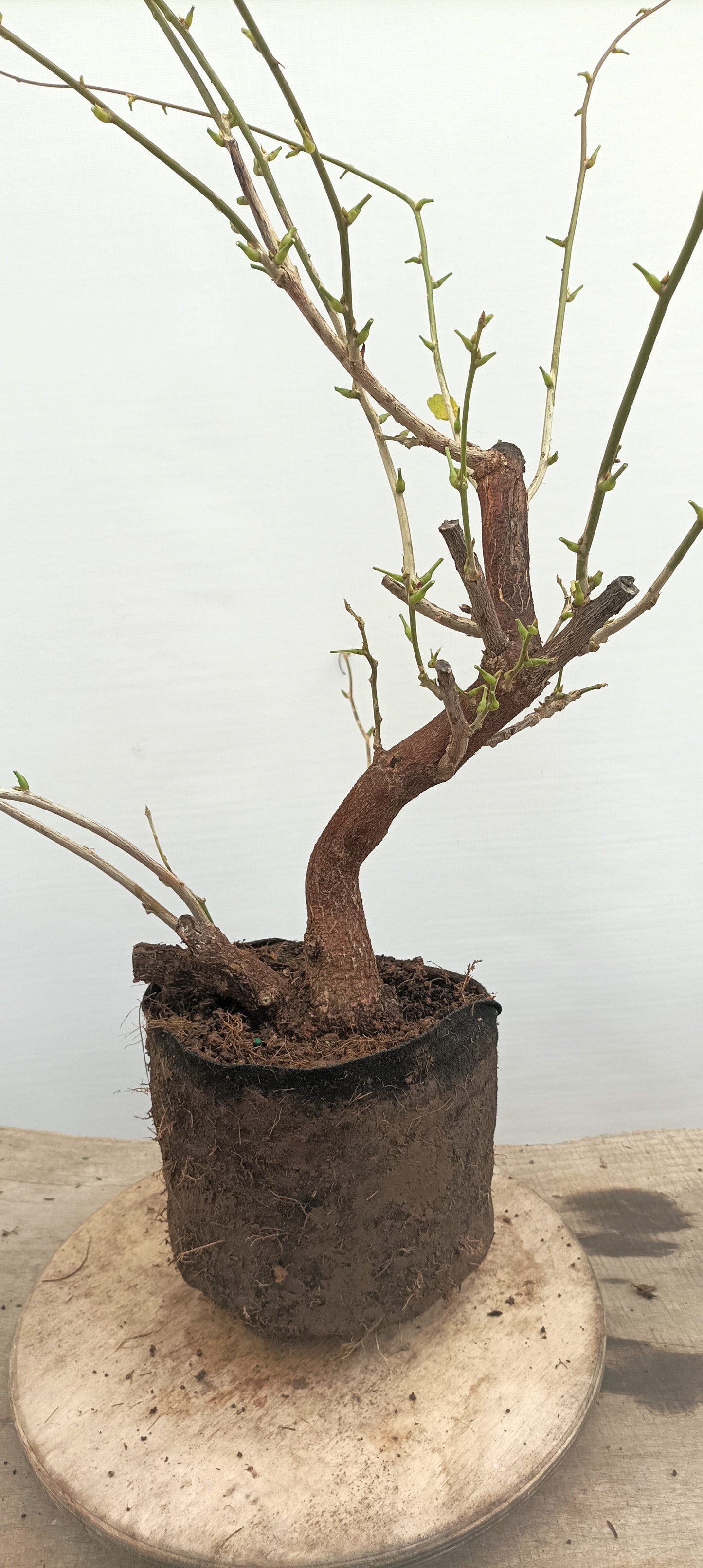 Chinese Wisteria (Thanksgiving Auction 2025)