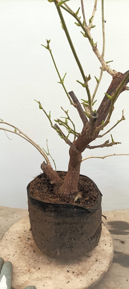 Chinese Wisteria (Thanksgiving Auction 2025)