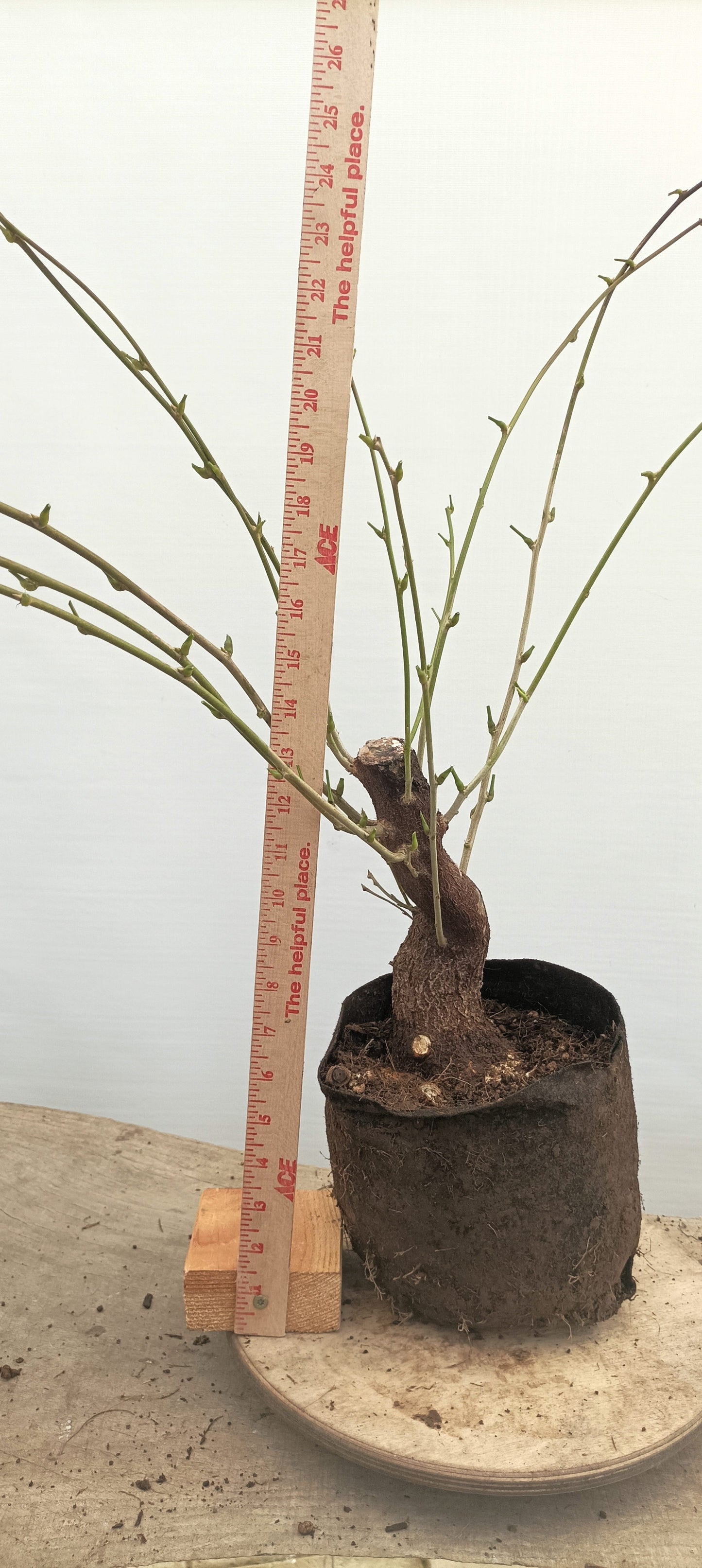 Chinese Wisteria (Thanksgiving Auction 2025)