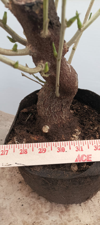 Chinese Wisteria (Thanksgiving Auction 2025)