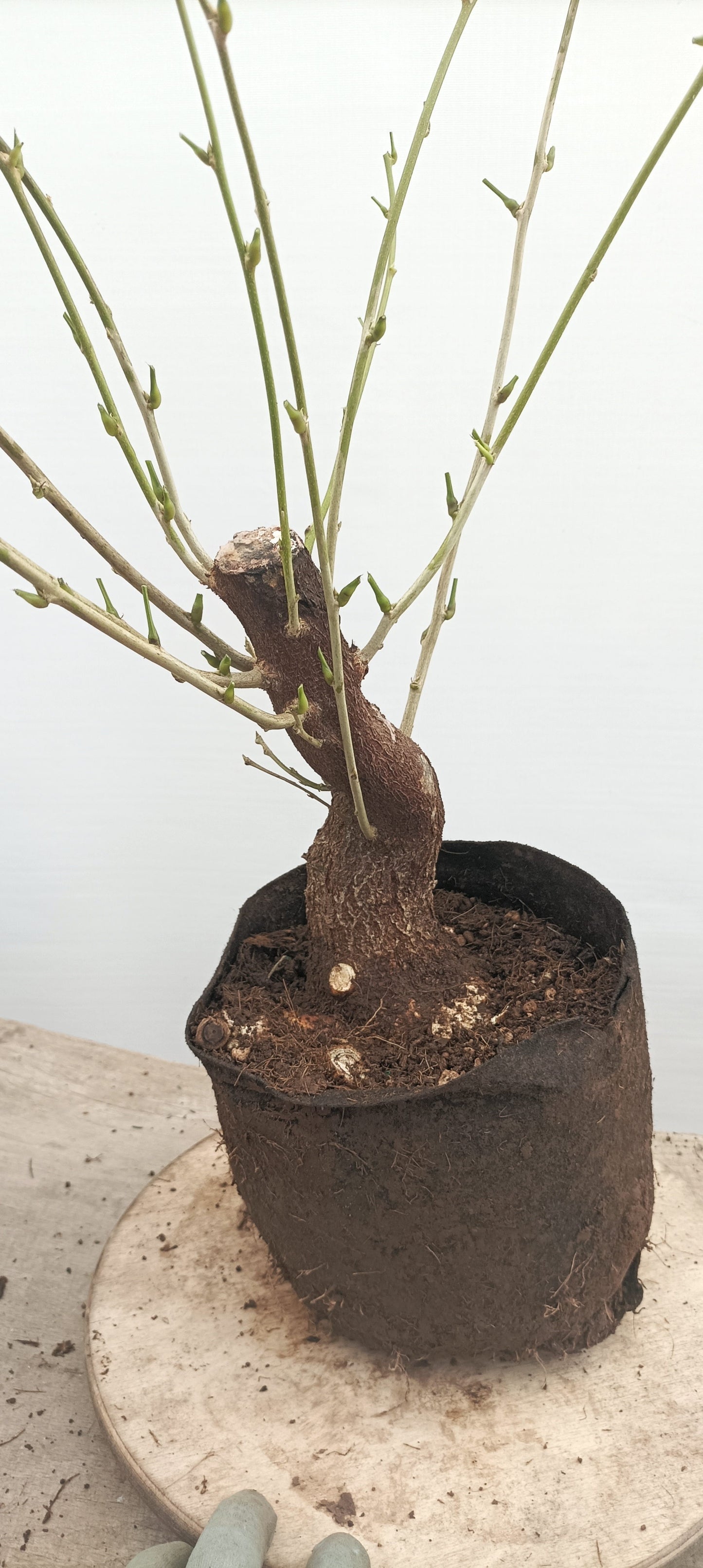 Chinese Wisteria (Thanksgiving Auction 2025)