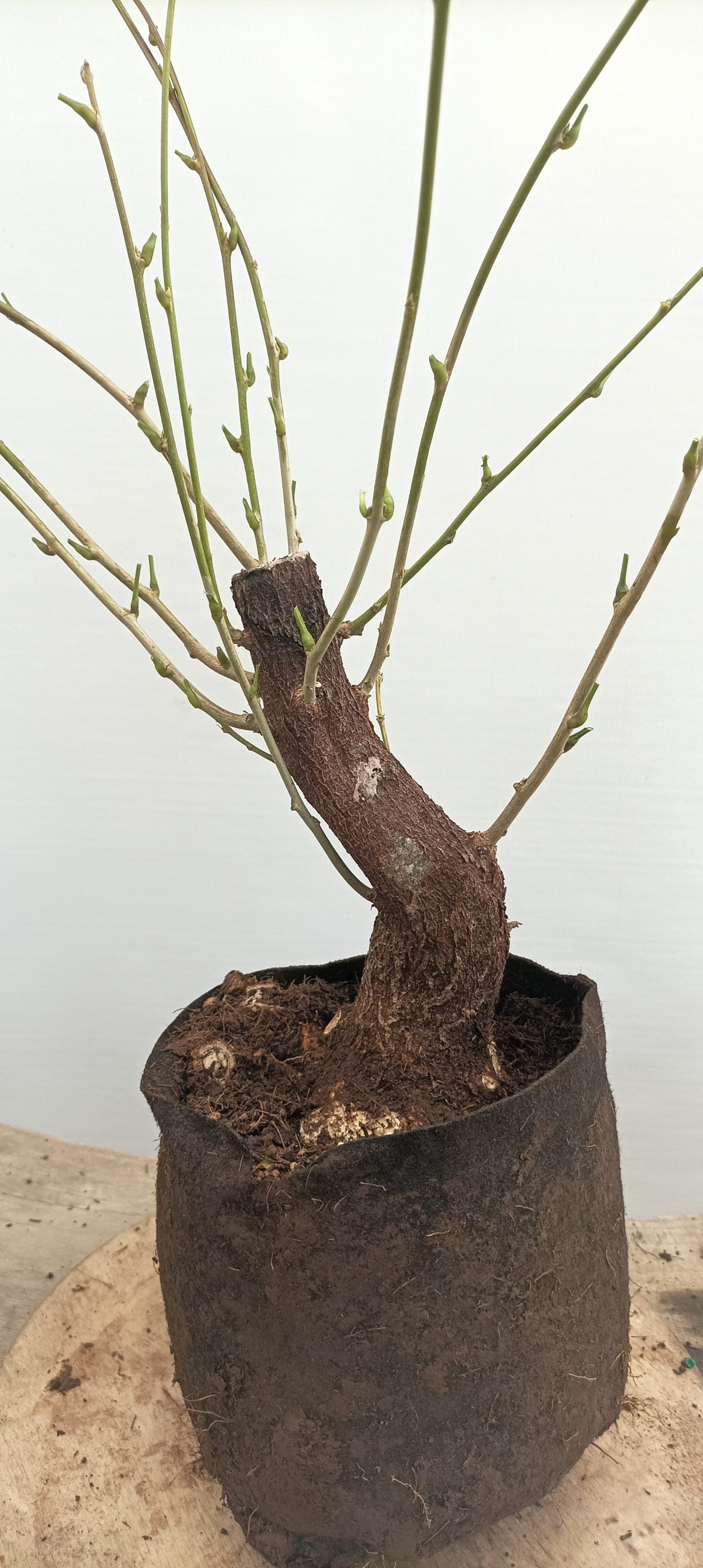 Chinese Wisteria (Thanksgiving Auction 2025)