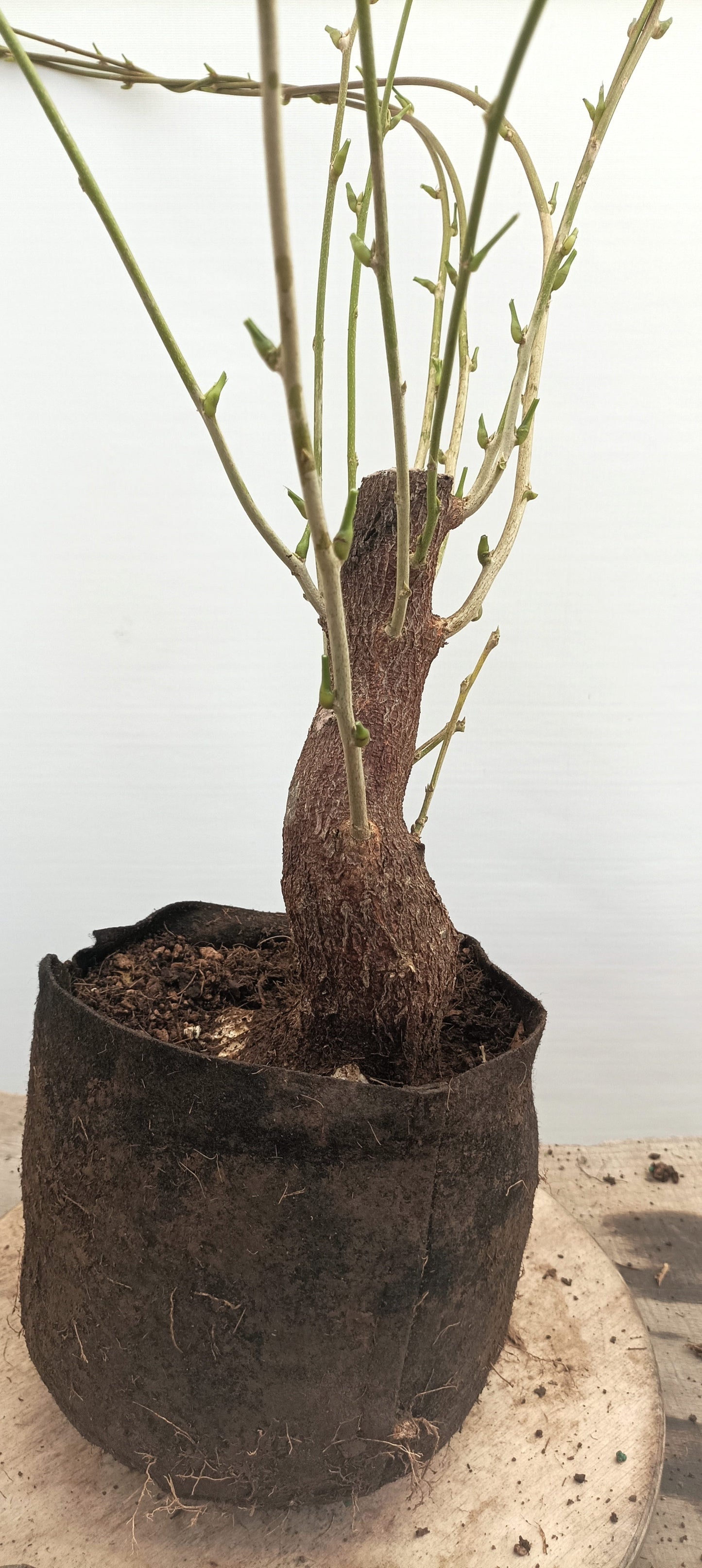 Chinese Wisteria (Thanksgiving Auction 2025)