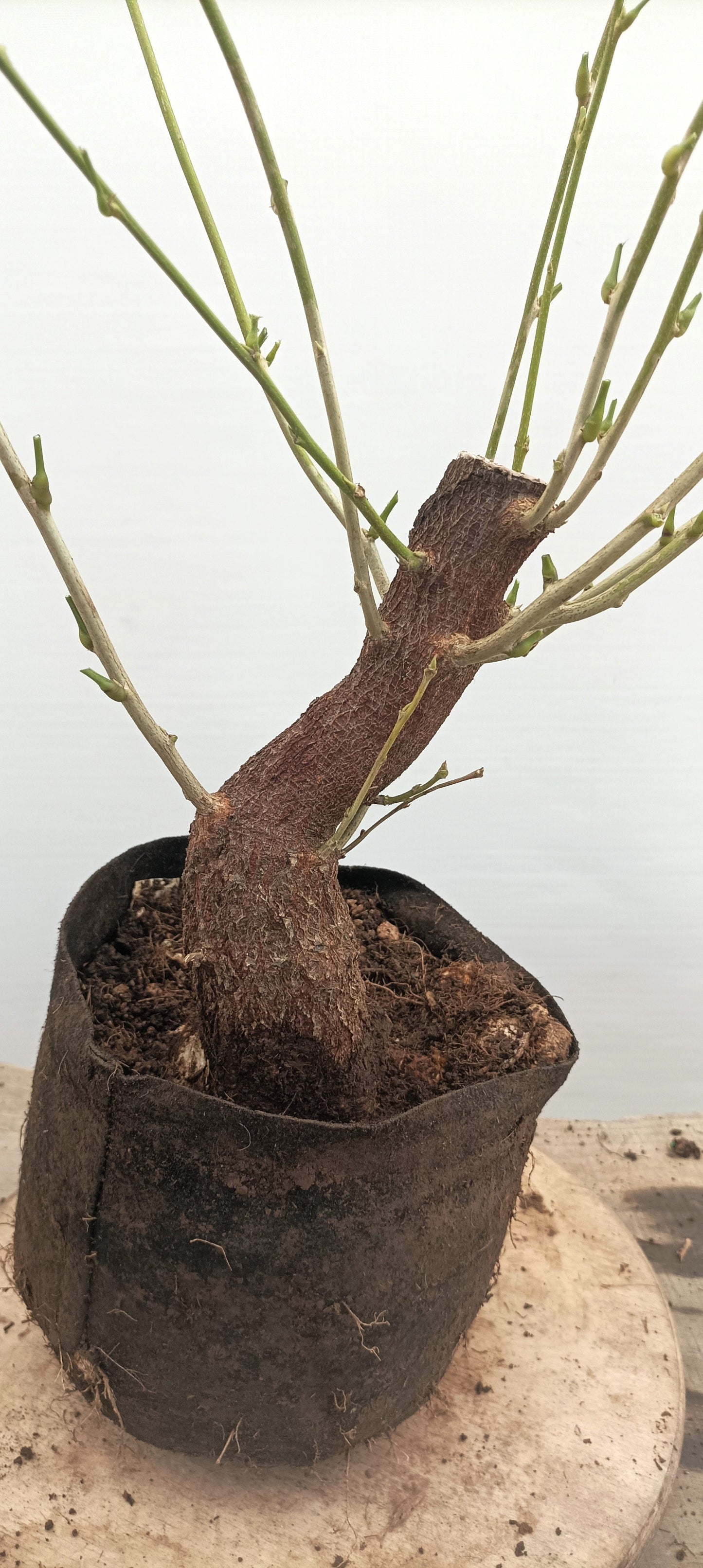 Chinese Wisteria (Thanksgiving Auction 2025)