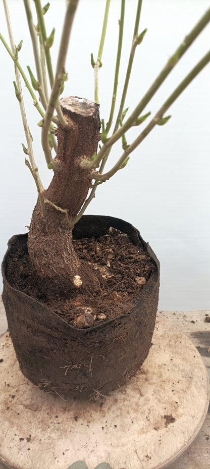 Chinese Wisteria (Thanksgiving Auction 2025)