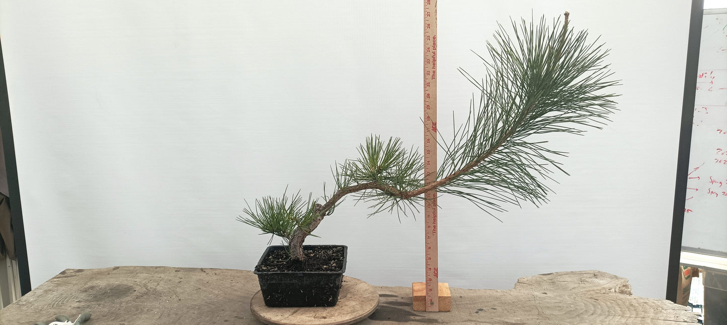 Japanese Black Pine (Thanksgiving Auction 2025)