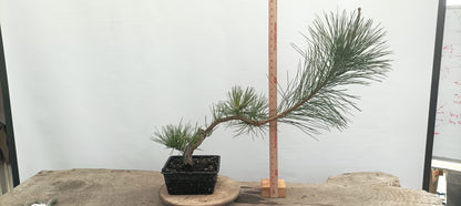Japanese Black Pine (Thanksgiving Auction 2025)