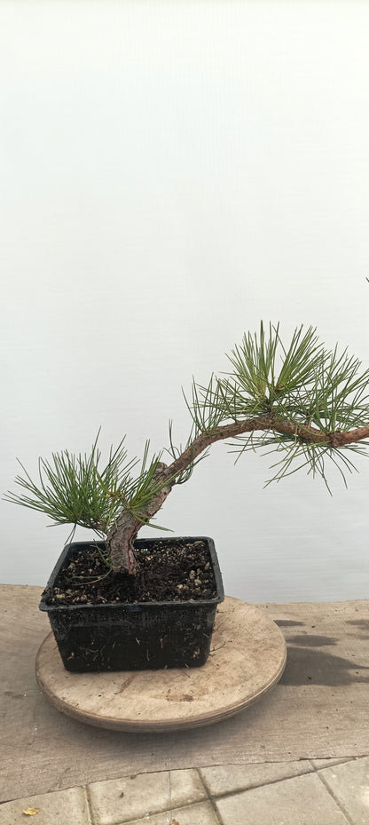 Japanese Black Pine (Thanksgiving Auction 2025)