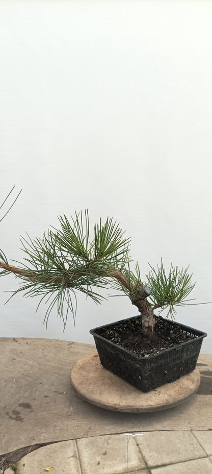 Japanese Black Pine (Thanksgiving Auction 2025)