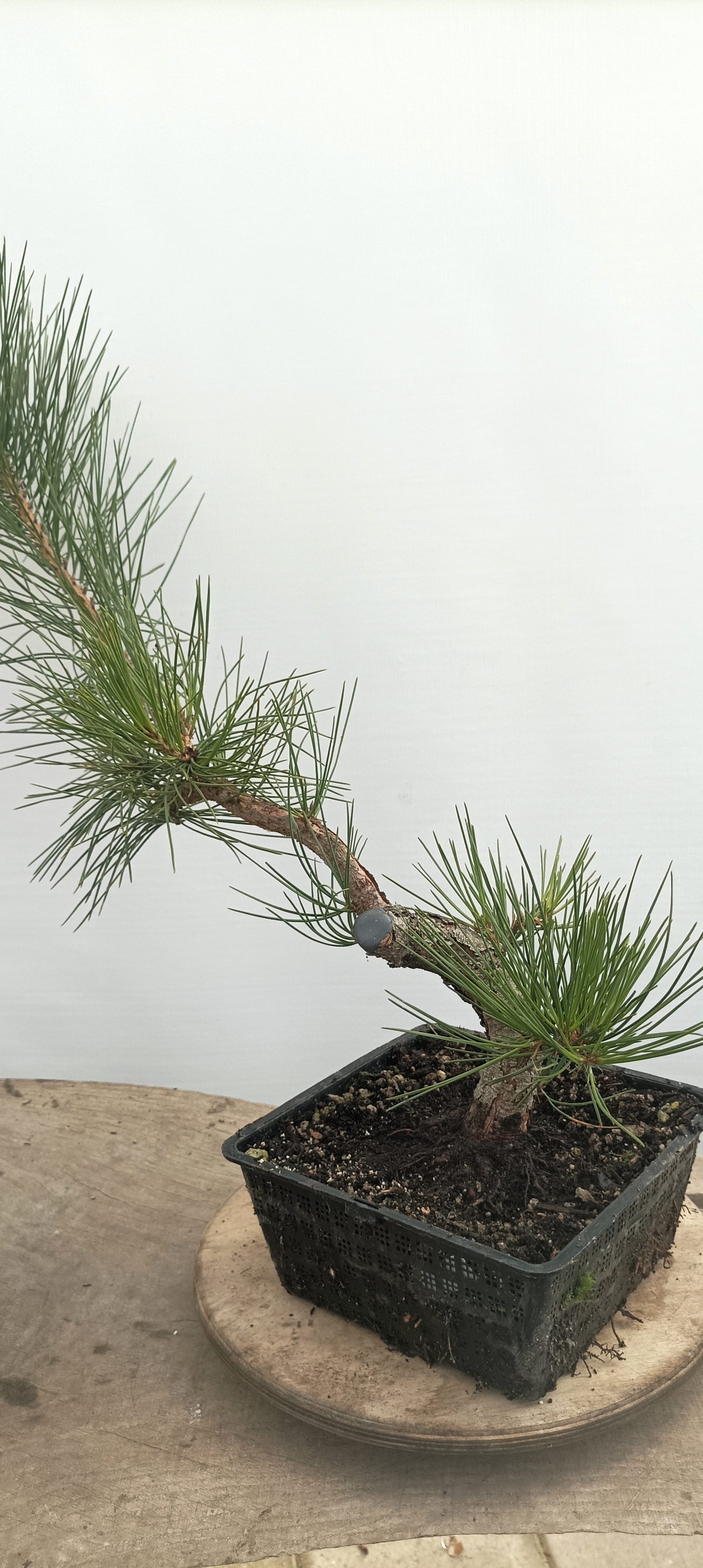 Japanese Black Pine (Thanksgiving Auction 2025)