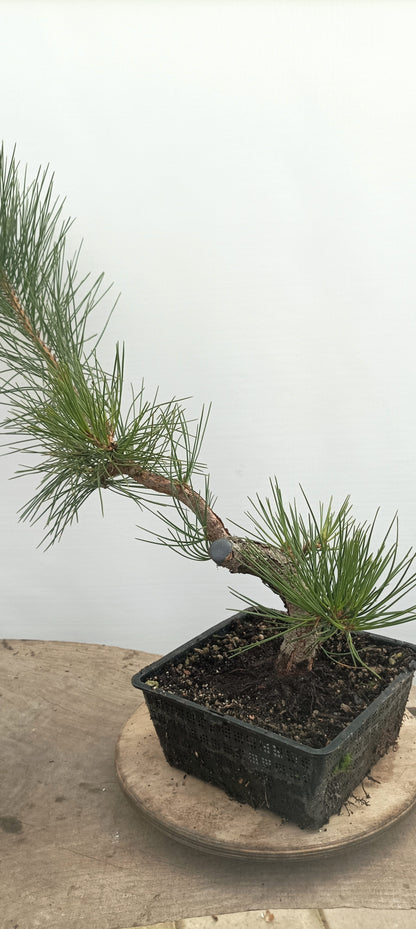 Japanese Black Pine (Thanksgiving Auction 2025)