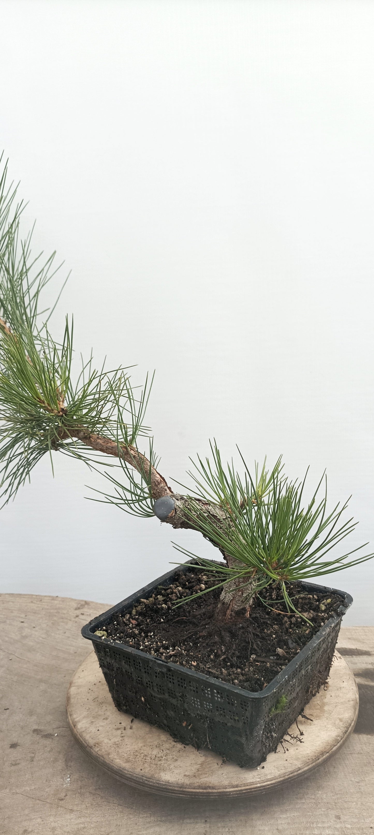 Japanese Black Pine (Thanksgiving Auction 2025)