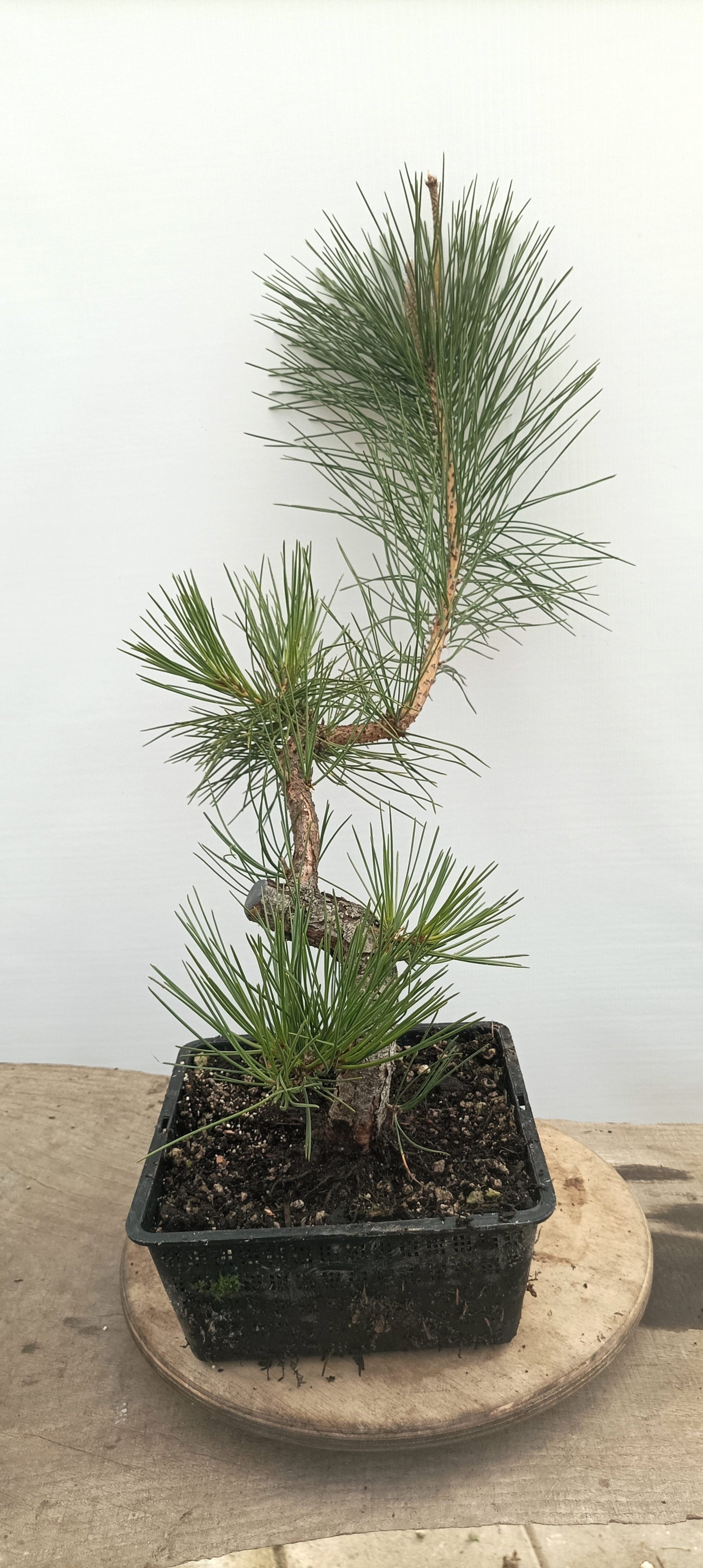 Japanese Black Pine (Thanksgiving Auction 2025)
