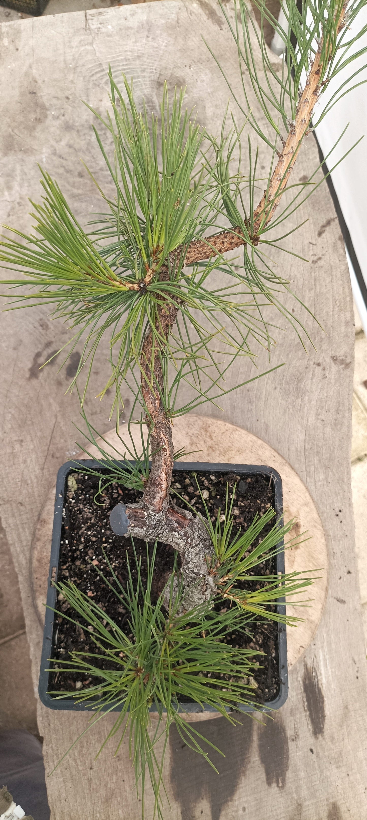Japanese Black Pine (Thanksgiving Auction 2025)