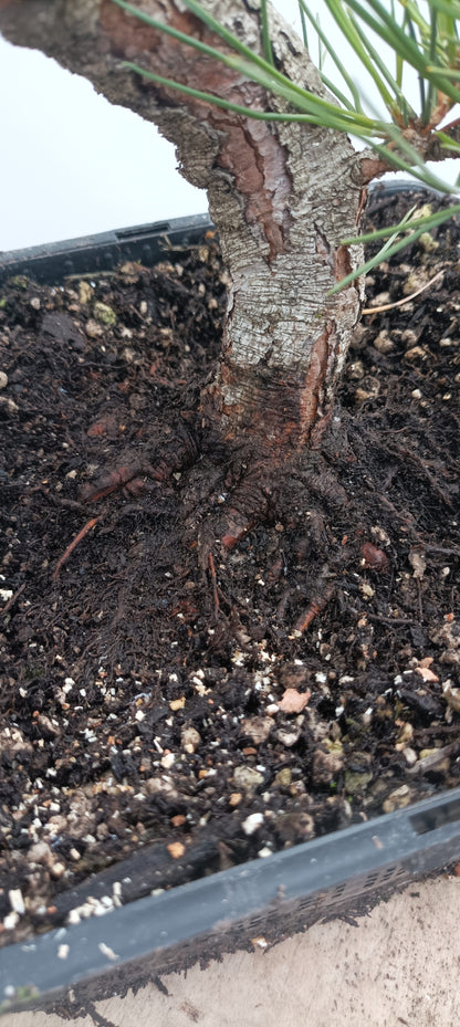 Japanese Black Pine (Thanksgiving Auction 2025)