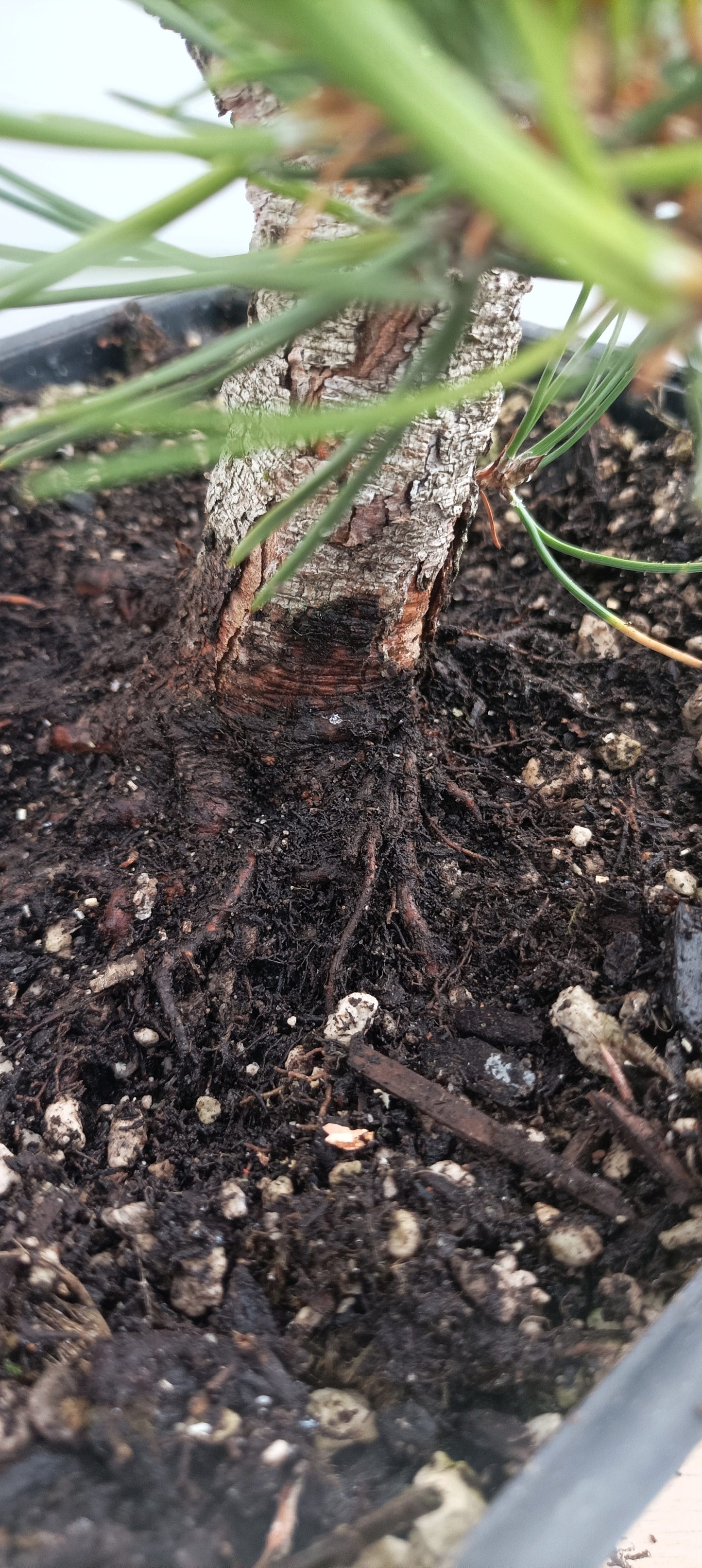 Japanese Black Pine (Thanksgiving Auction 2025)