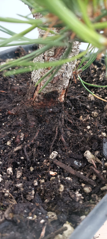 Japanese Black Pine (Thanksgiving Auction 2025)