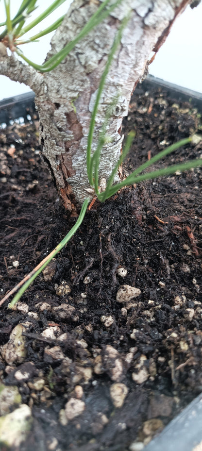 Japanese Black Pine (Thanksgiving Auction 2025)